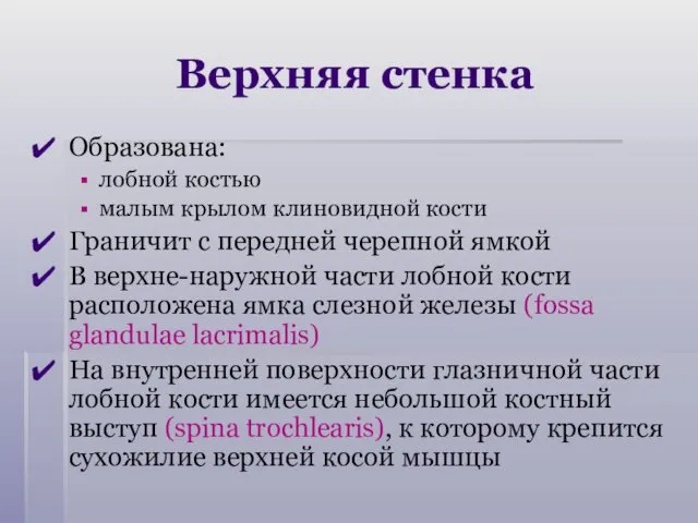 Верхняя стенка Образована: лобной костью малым крылом клиновидной кости Граничит с передней черепной