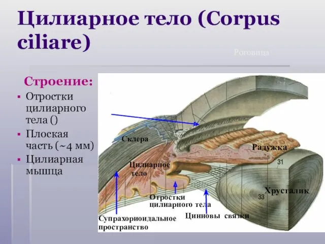Цилиарное тело (Corpus ciliare) Строение: Отростки цилиарного тела () Плоская часть (~4 мм)