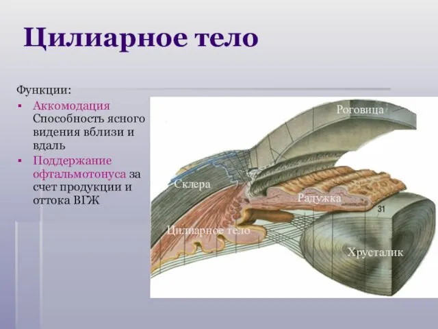 Цилиарное тело Функции: Аккомодация Способность ясного видения вблизи и вдаль Поддержание офтальмотонуса за