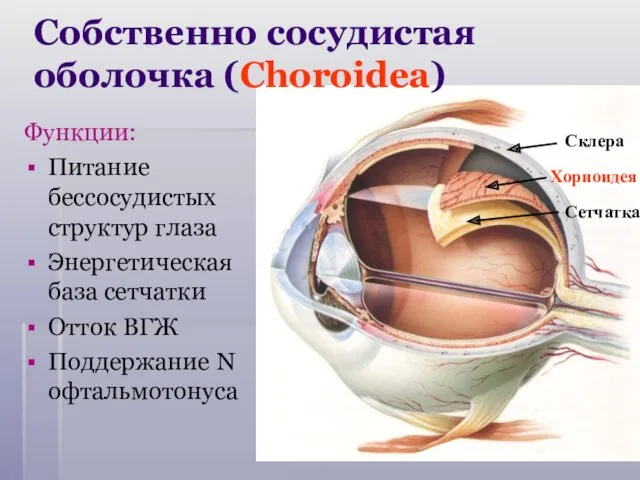 Функции: Питание бессосудистых структур глаза Энергетическая база сетчатки Отток ВГЖ Поддержание N офтальмотонуса