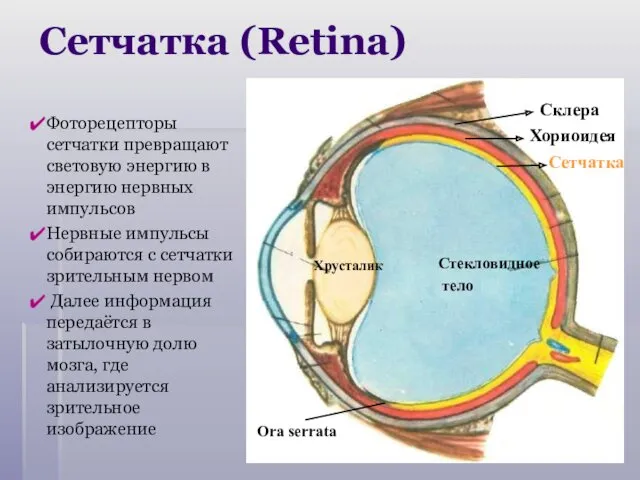 Сетчатка (Retina) Хориоидея Стекловидное тело Хрусталик Сетчатка Склера Фоторецепторы сетчатки превращают световую энергию