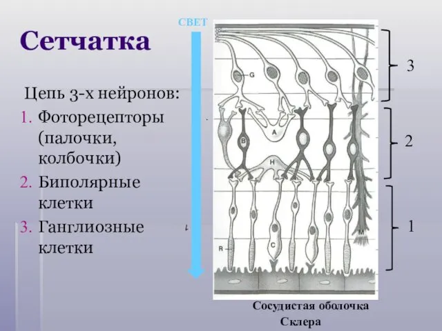 Сетчатка Цепь 3-х нейронов: Фоторецепторы (палочки, колбочки) Биполярные клетки Ганглиозные клетки Стекловидное тело