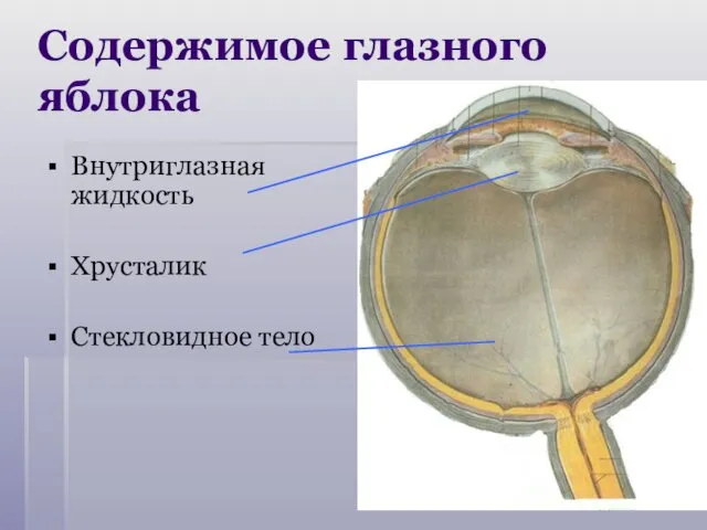 Содержимое глазного яблока Внутриглазная жидкость Хрусталик Стекловидное тело
