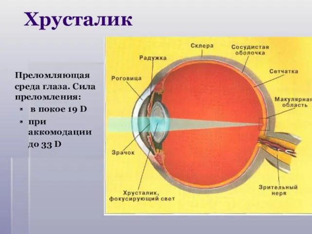 Преломляющая среда глаза. Сила преломления: в покое 19 D при аккомодации до 33 D Хрусталик