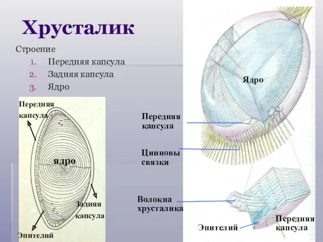 Передняя капсула Цинновы связки Волокна хрусталика Эпителий Строение Передняя капсула Задняя капсула Ядро