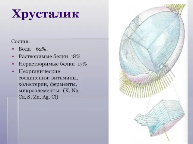 Состав: Вода 62%. Растворимые белки 18% Нерастворимые белки 17% Неорганические соединения: витамины, холестерин,