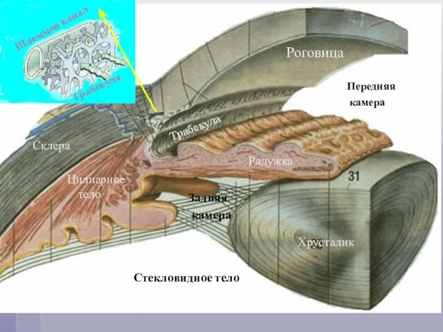 Роговица Склера Хрусталик Цилиарное тело Радужка Трабекула Передняя камера Задняя камера Стекловидное тело Шлеммов канал Трабекула
