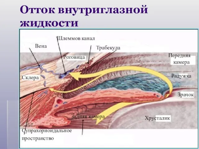 Дилятатор Радужка Хрусталик Зрачок Радужка Передняя камера Супрахориоидальное пространство Склера Роговица Вена Шлеммов