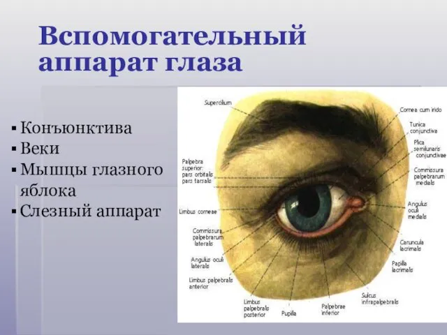 Вспомогательный аппарат глаза Конъюнктива Веки Мышцы глазного яблока Слезный аппарат