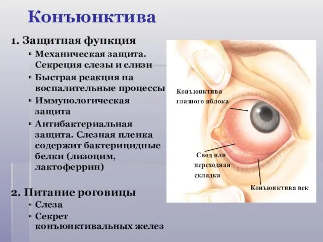 Конъюнктива 1. Защитная функция Механическая защита. Секреция слезы и слизи Быстрая реакция на