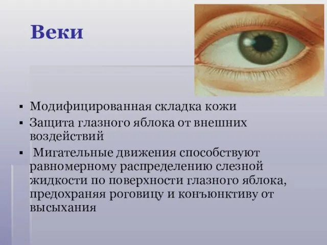 Веки Модифицированная складка кожи Защита глазного яблока от внешних воздействий Мигательные движения способствуют