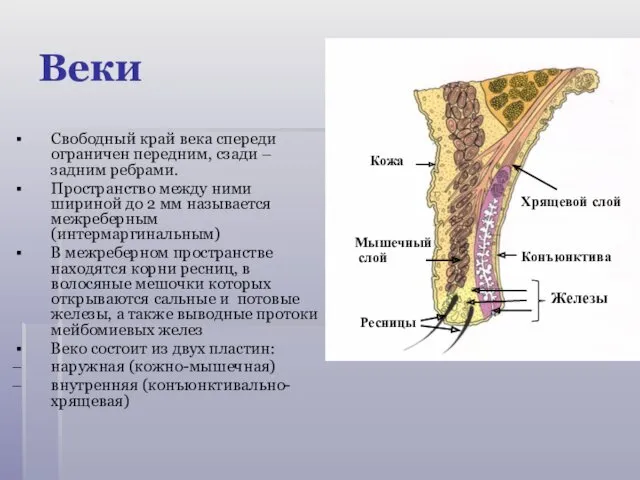 Веки Свободный край века спереди ограничен передним, сзади – задним ребрами. Пространство между