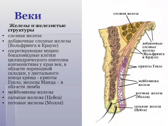 Железы и железистые структуры слезная железа добавочные слезные железы (Вольфринга и Краузе) секретирующие