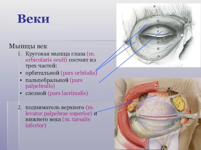 Мышцы век Круговая мышца глаза (m. orbicularis oculi) состоит из трех частей: oрбитальной