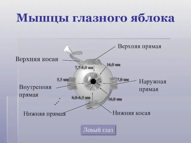 Наружная прямая Внутренняя прямая Верхняя прямая Нижняя прямая Нижняя косая Верхняя косая Левый