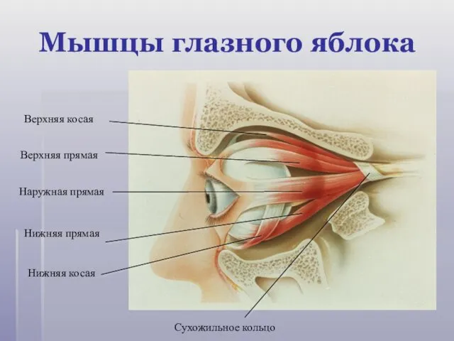 Верхняя прямая Сухожильное кольцо Наружная прямая Нижняя прямая Нижняя косая Верхняя косая Мышцы глазного яблока