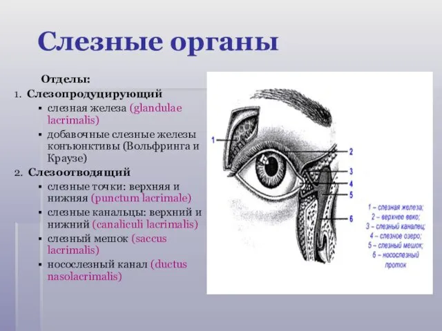 Отделы: 1. Слезопродуцирующий слезная железа (glandulae lacrimalis) добавочные слезные железы конъюнктивы (Вольфринга и