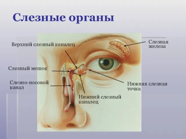 Слезные органы Слезная железа Нижняя слезная точка Верхний слезный каналец Нижний слезный каналец