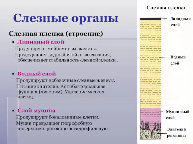 Слезная пленка (строение) Липидный слой Продуцируют мейбомиевы железы. Предохраняет водный слой от высыхания,