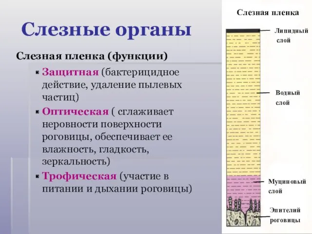 Слезная пленка (функции) Защитная (бактерицидное действие, удаление пылевых частиц) Оптическая ( сглаживает неровности