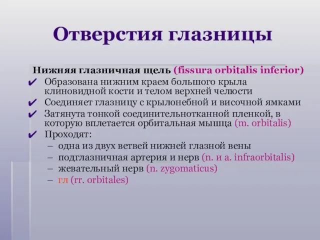 Отверстия глазницы Нижняя глазничная щель (fissura orbitalis inferior) Образована нижним краем большого крыла