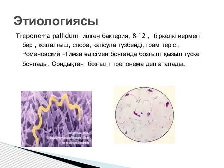 Treponema pallidum- иілген бактерия, 8-12 , біркелкі иермегі бар ,
