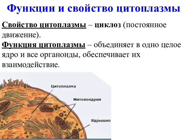 Свойство цитоплазмы – циклоз (постоянное движение). Функция цитоплазмы – объединяет