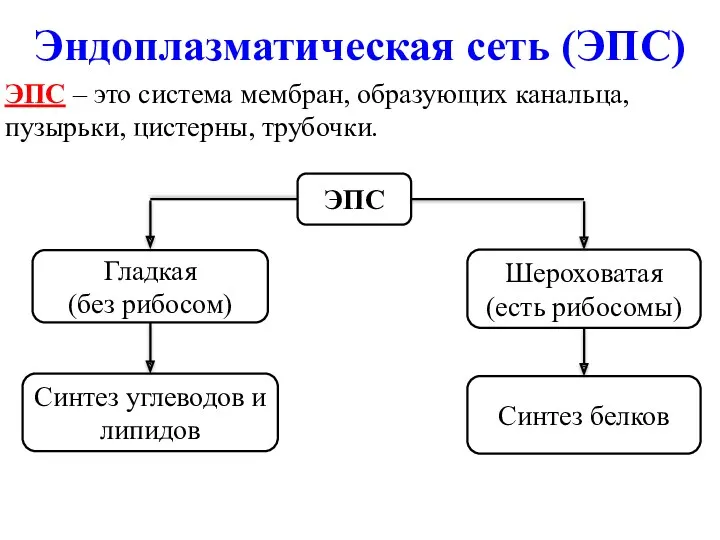 Эндоплазматическая сеть (ЭПС) ЭПС – это система мембран, образующих канальца,