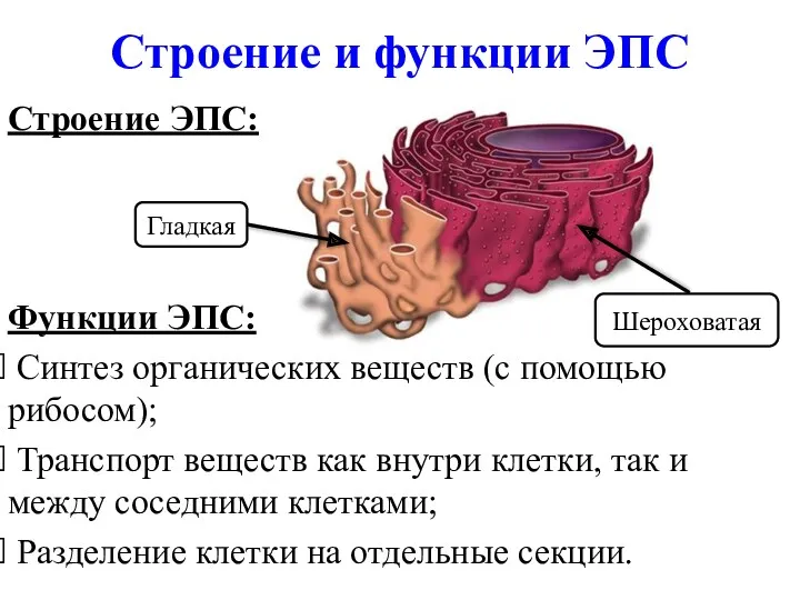 Строение и функции ЭПС Строение ЭПС: Функции ЭПС: Синтез органических