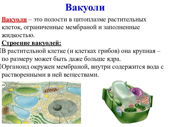 Вакуоли Вакуоли – это полости в цитоплазме растительных клеток, ограниченные