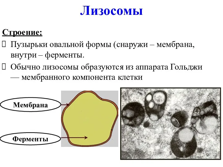 Лизосомы Строение: Пузырьки овальной формы (снаружи – мембрана, внутри –