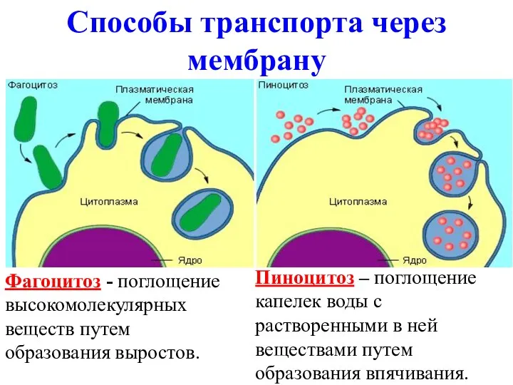 Фагоцитоз - поглощение высокомолекулярных веществ путем образования выростов. Пиноцитоз –