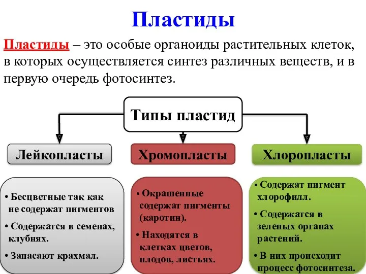 Пластиды Пластиды – это особые органоиды растительных клеток, в которых