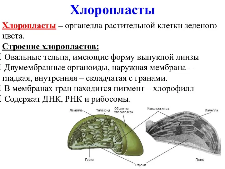 Хлоропласты – органелла растительной клетки зеленого цвета. Строение хлоропластов: Овальные