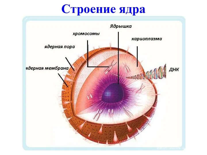 Строение ядра