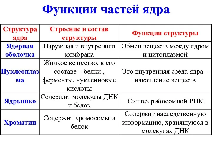 Функции частей ядра