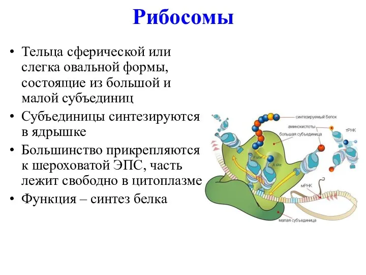 Рибосомы Тельца сферической или слегка овальной формы, состоящие из большой