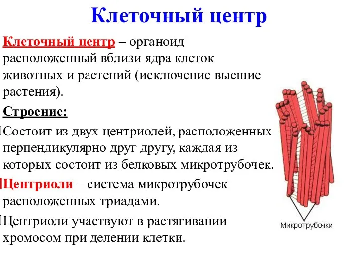 Клеточный центр Клеточный центр – органоид расположенный вблизи ядра клеток