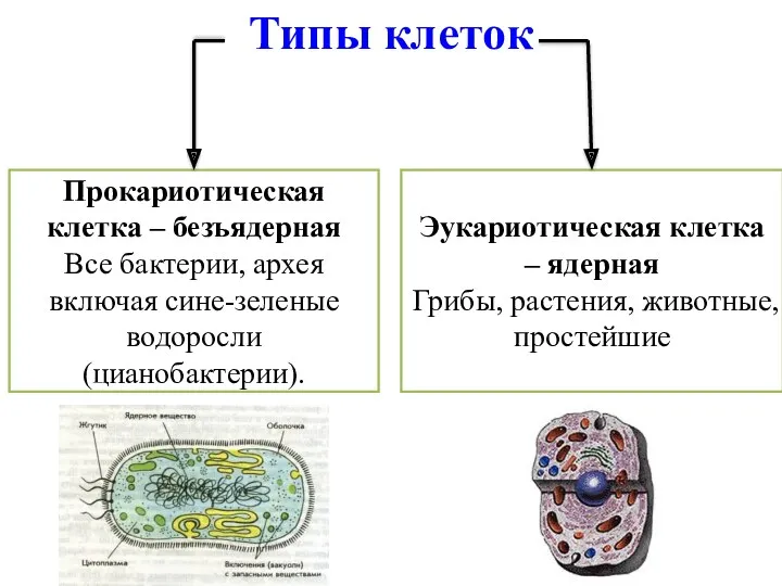 Типы клеток Прокариотическая клетка – безъядерная Все бактерии, архея включая