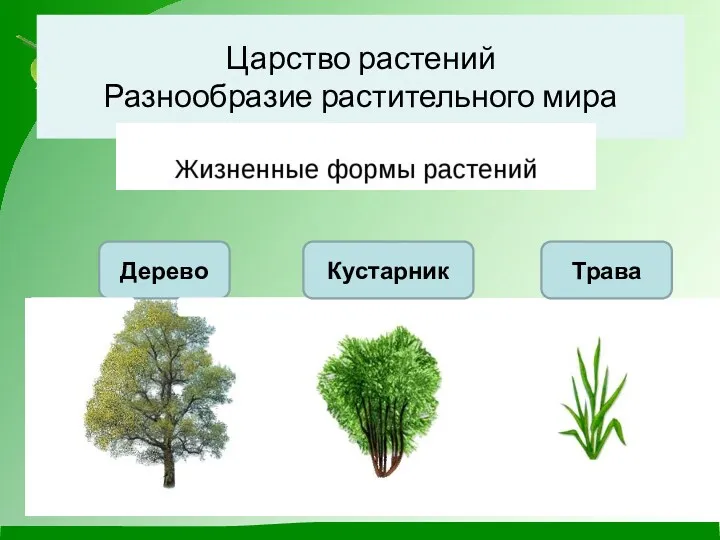 Царство растений Разнообразие растительного мира Дерево Трава Кустарник