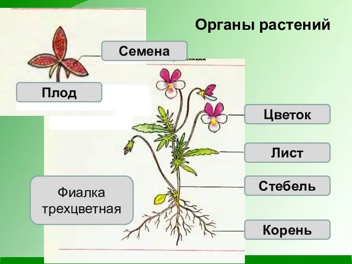 Органы растений Фиалка трехцветная Корень Стебель Лист Цветок Семена Плод