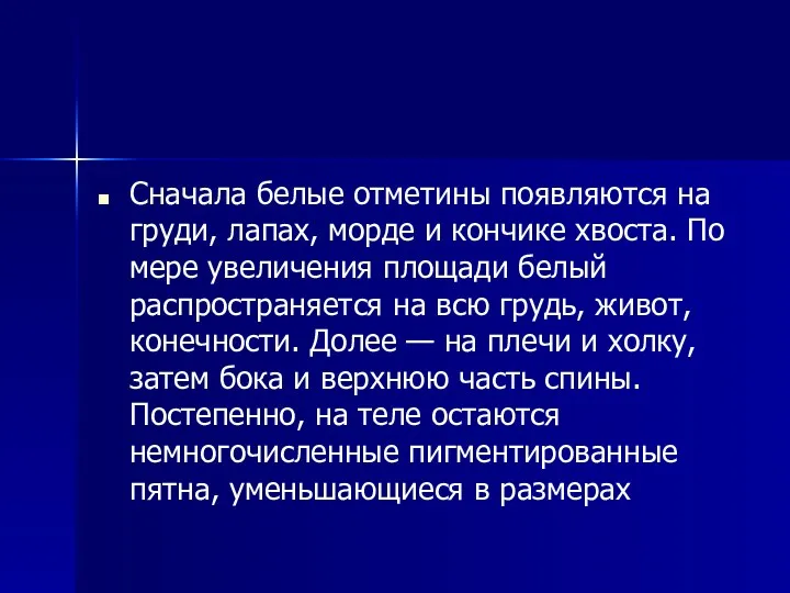 Сначала белые отметины появляются на груди, лапах, морде и кончике