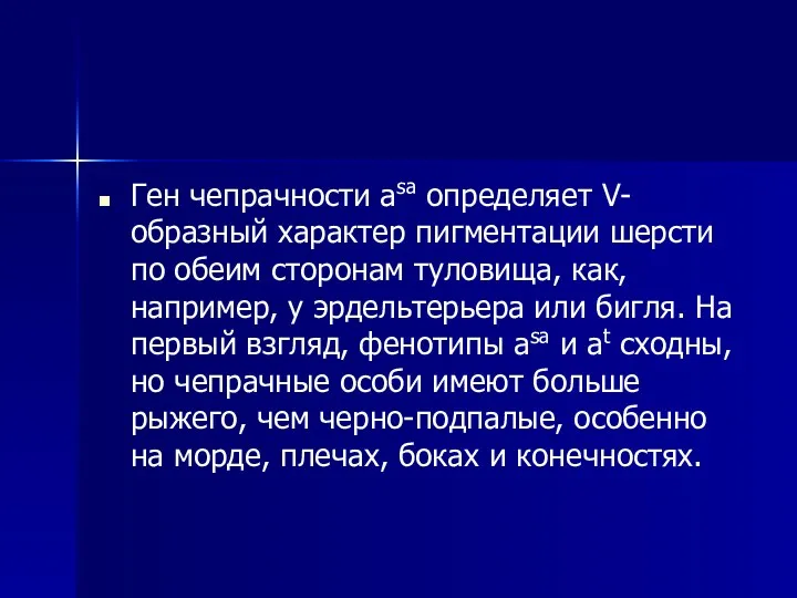 Ген чепрачности asa определяет V-образный характер пигментации шерсти по обеим