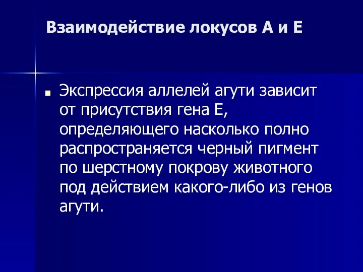 Взаимодействие локусов А и Е Экспрессия аллелей агути зависит от