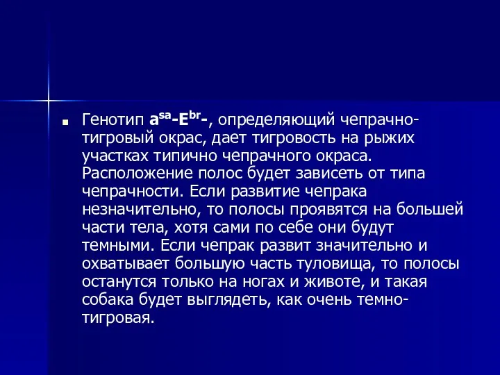 Генотип asa-Ebr-, определяющий чепрачно-тигровый окрас, дает тигровость на рыжих участках