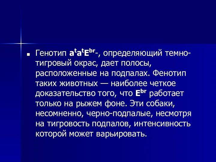 Генотип atatEbr-, определяющий темно-тигровый окрас, дает полосы, расположенные на подпалах.