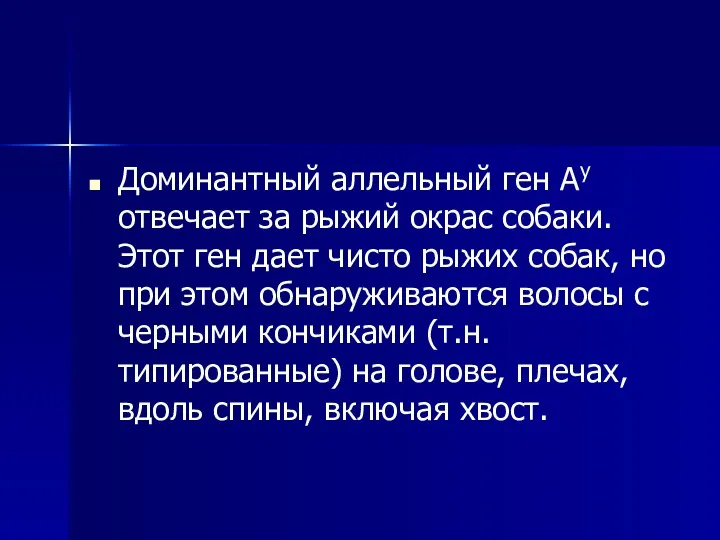 Доминантный аллельный ген Ay отвечает за рыжий окрас собаки. Этот