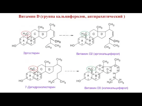 Эргостерин Витамин D2 (эргокальциферол) 7-Дегидрохолестерин Витамин D3 (холекальциферол) Витамин D (группа кальциферолов, антирахитический )
