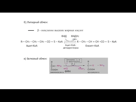 б) Липидный обмен: в) Белковый обмен: β - окисление высших жирных кислот аминокислота кетокислота ФМН