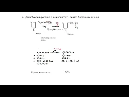2. Декарбоксилирование α-аминокислот - синтез биогенных аминов: Глутаминовая к-та ГАМК Декарбоксилаза Глутаматдекарбок- силаза ГАМК